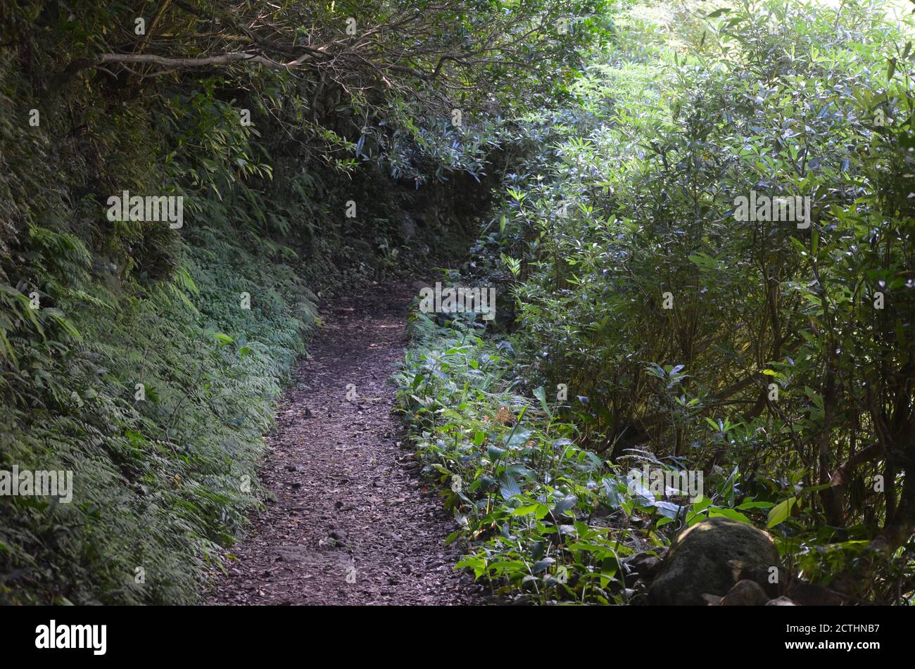 Laurisilva foresta nell'isola di Sao Jorge, arcipelago delle Azzorre, Portogallo Foto Stock