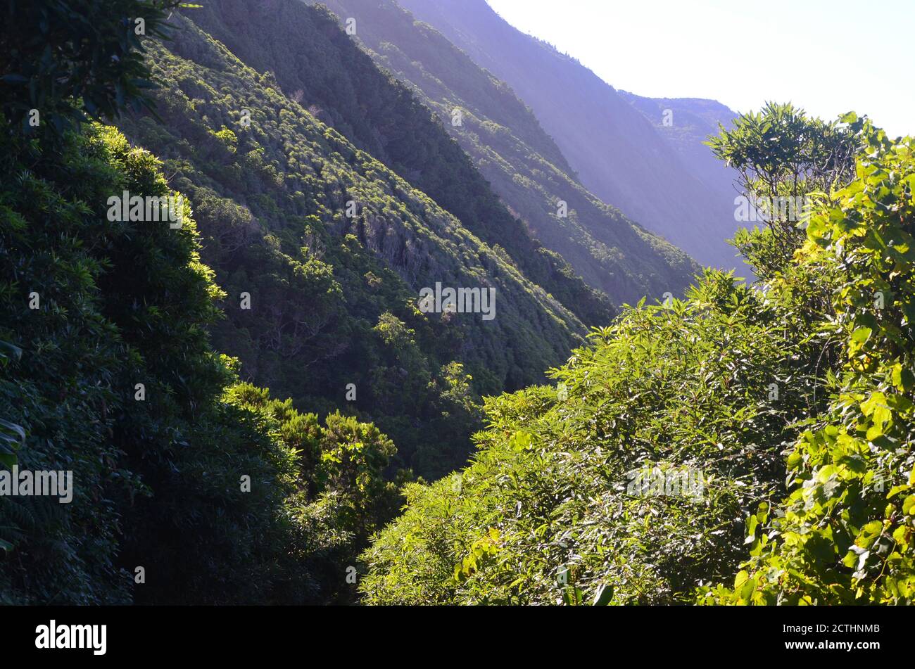 Laurisilva foresta nell'isola di Sao Jorge, arcipelago delle Azzorre, Portogallo Foto Stock