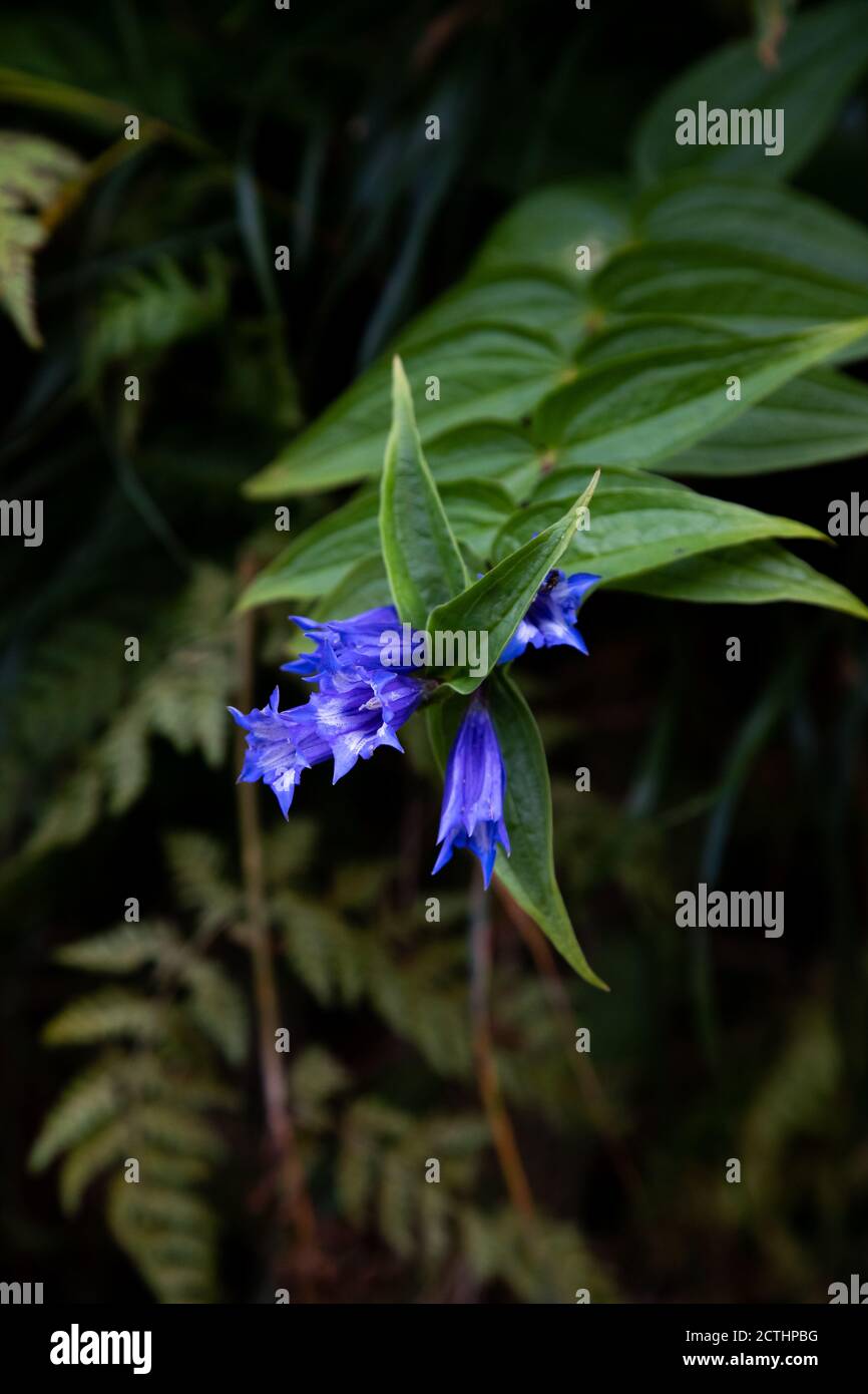 Tromba gentile (Gentiana clusii) - flora di montagna, fiore bello Foto Stock