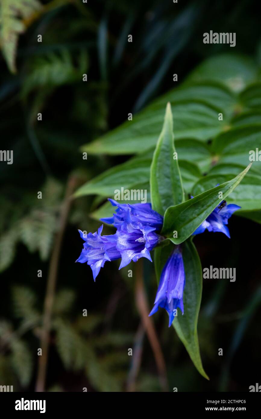 Tromba gentile (Gentiana clusii) - flora di montagna, fiore bello Foto Stock