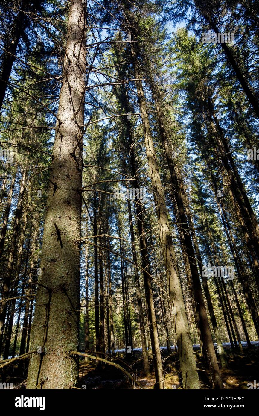 Vecchia foresta europea di abete ( picea abies ) in primavera . Terra ricoperta di muschio e vecchi aghi di abete rosso, Finlandia Foto Stock