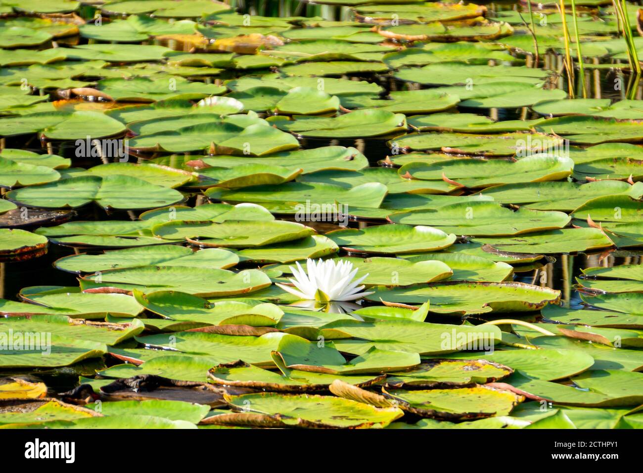 Un solo fiore di un giglio bianco americano (Nymphaea odorata) tra i giglio verde (con spazio per la copia), Halpatiokee Regional Park, Stuart, Florida, USA Foto Stock