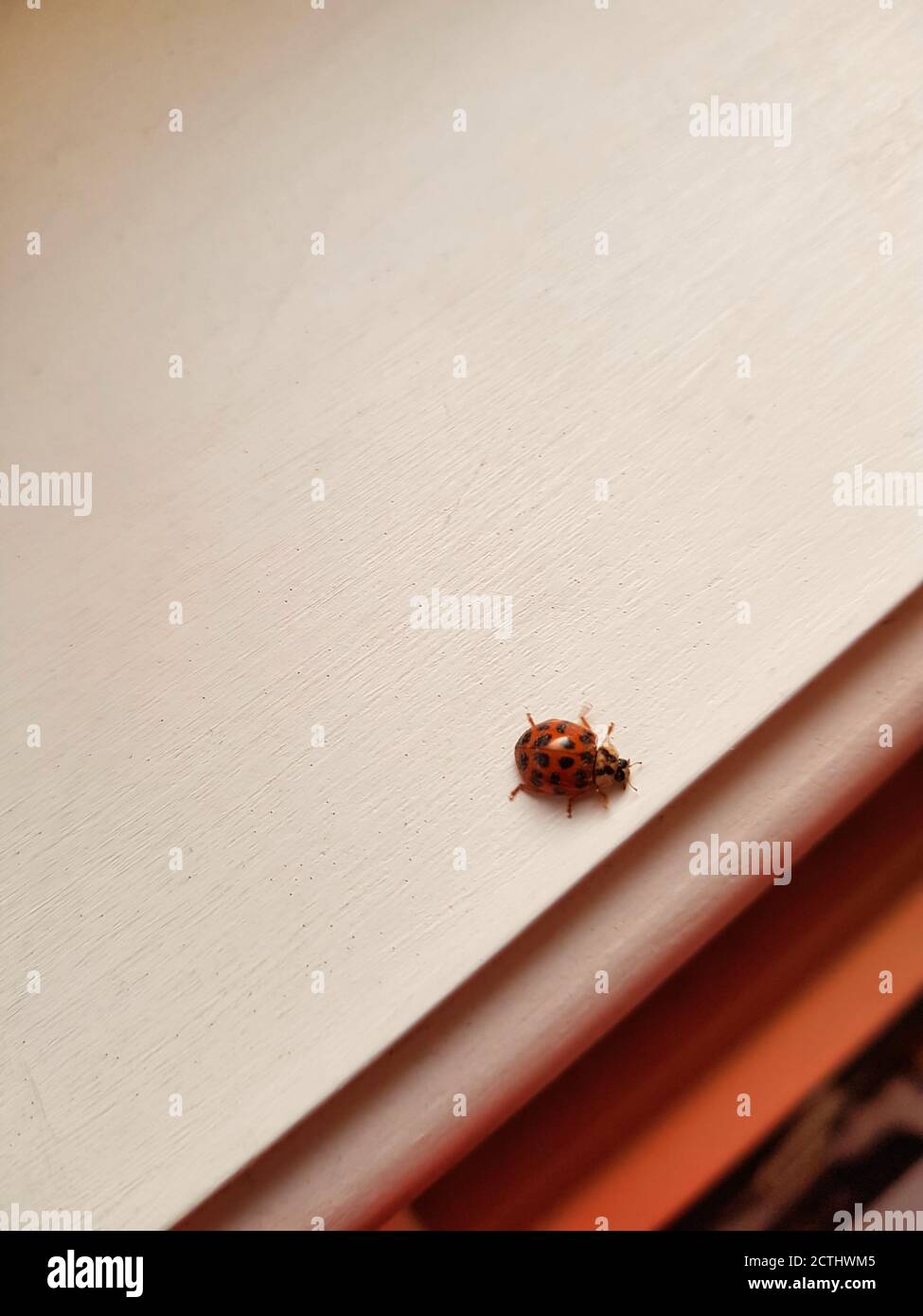 Un ladybug cammina sul davanzale della finestra. Foto Stock