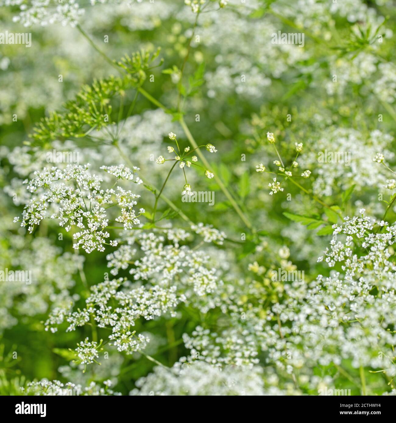 Carota selvatica fiorente, carota di Daucus Foto Stock