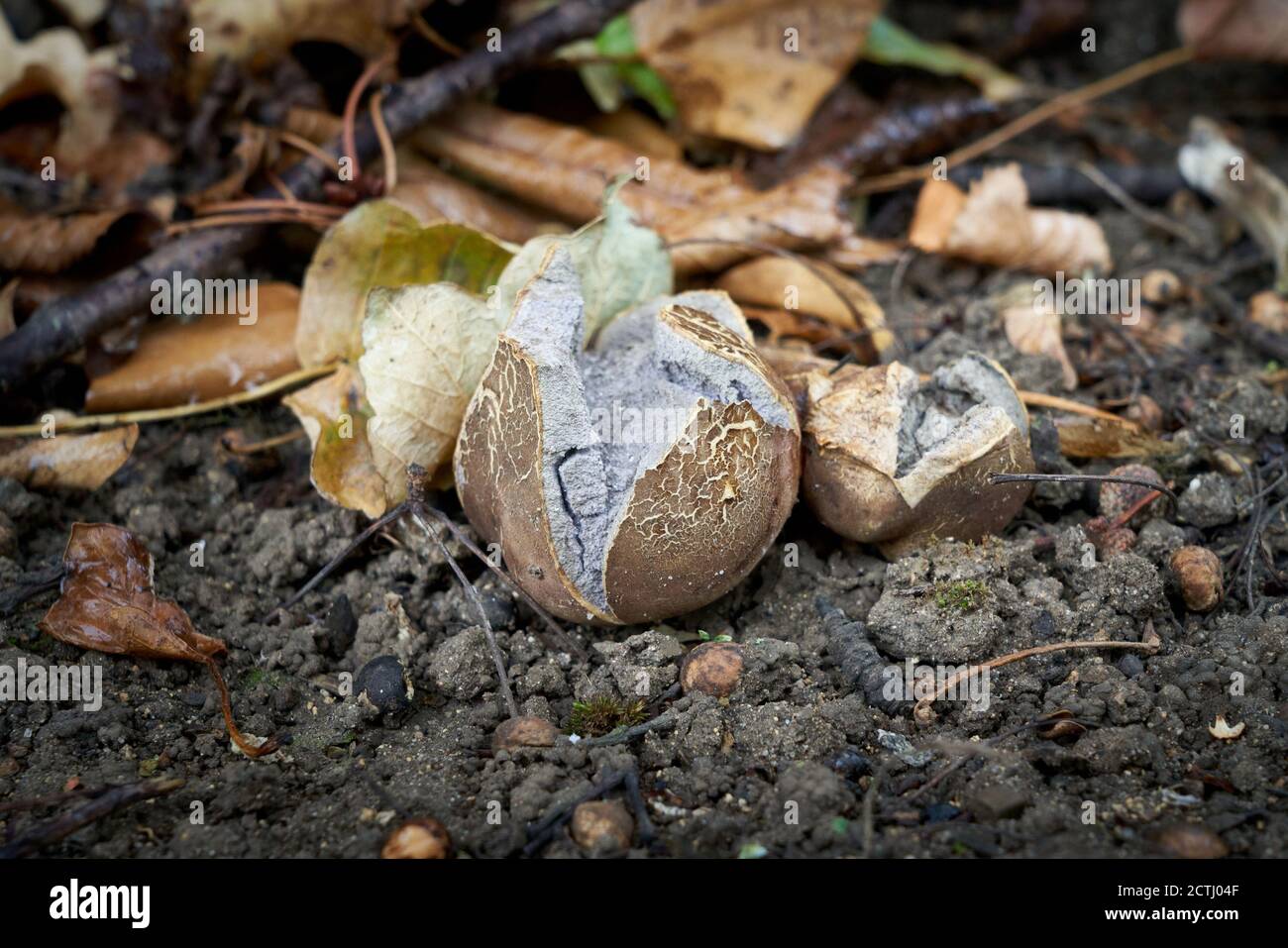 Funghi di Dyeball funghi di Pisolithus arhizus che si coltivano su terreno nudo che si divide o scoppiando aperto per rivelare le sue spore per la dispersione a vento Foto Stock