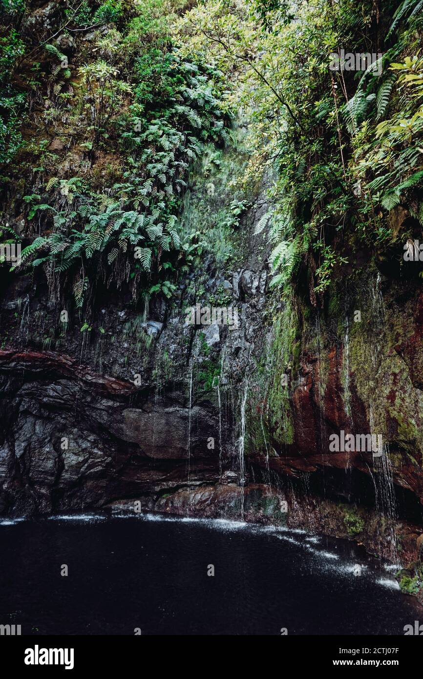 Stagno con cascata in una foresta Foto Stock
