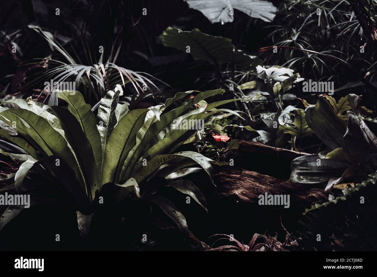 Piante toripiche in un giardino Foto Stock