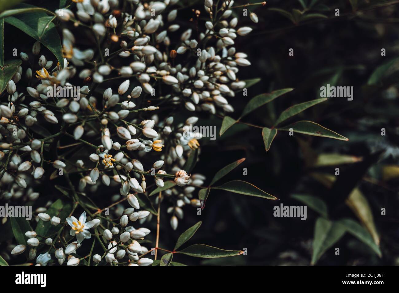 Fiori bianchi con foglie di verde scuro Foto Stock