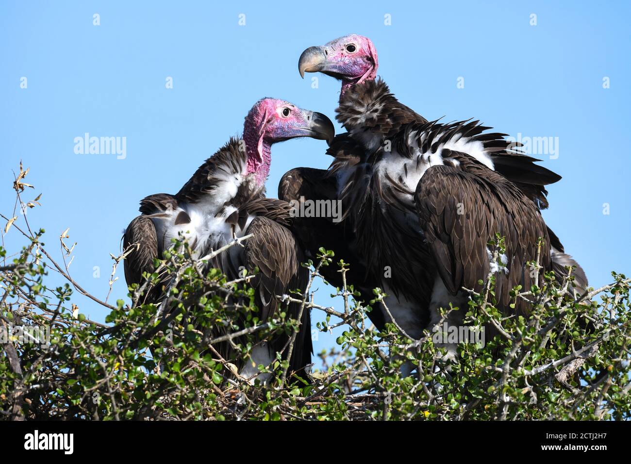 Coppia riproduttiva di avvoltoi a faccia di lappone (Torgos tracheliotos) in nido di cima all'albero della Riserva Nazionale di Masai Mara, Kenya Foto Stock
