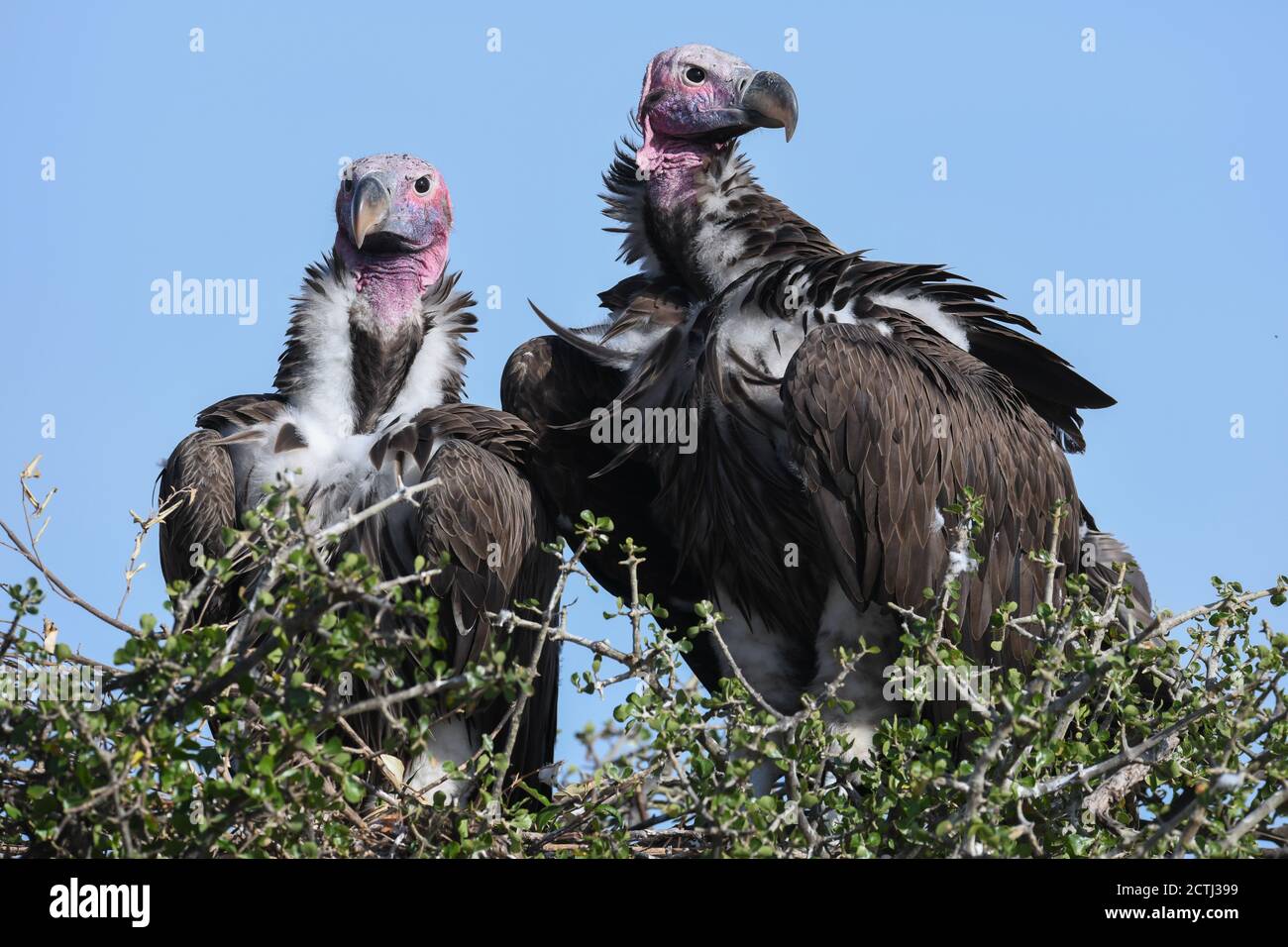 Coppia riproduttiva di avvoltoi a faccia di lappone (Torgos tracheliotos) in nido di cima all'albero della Riserva Nazionale di Masai Mara, Kenya Foto Stock