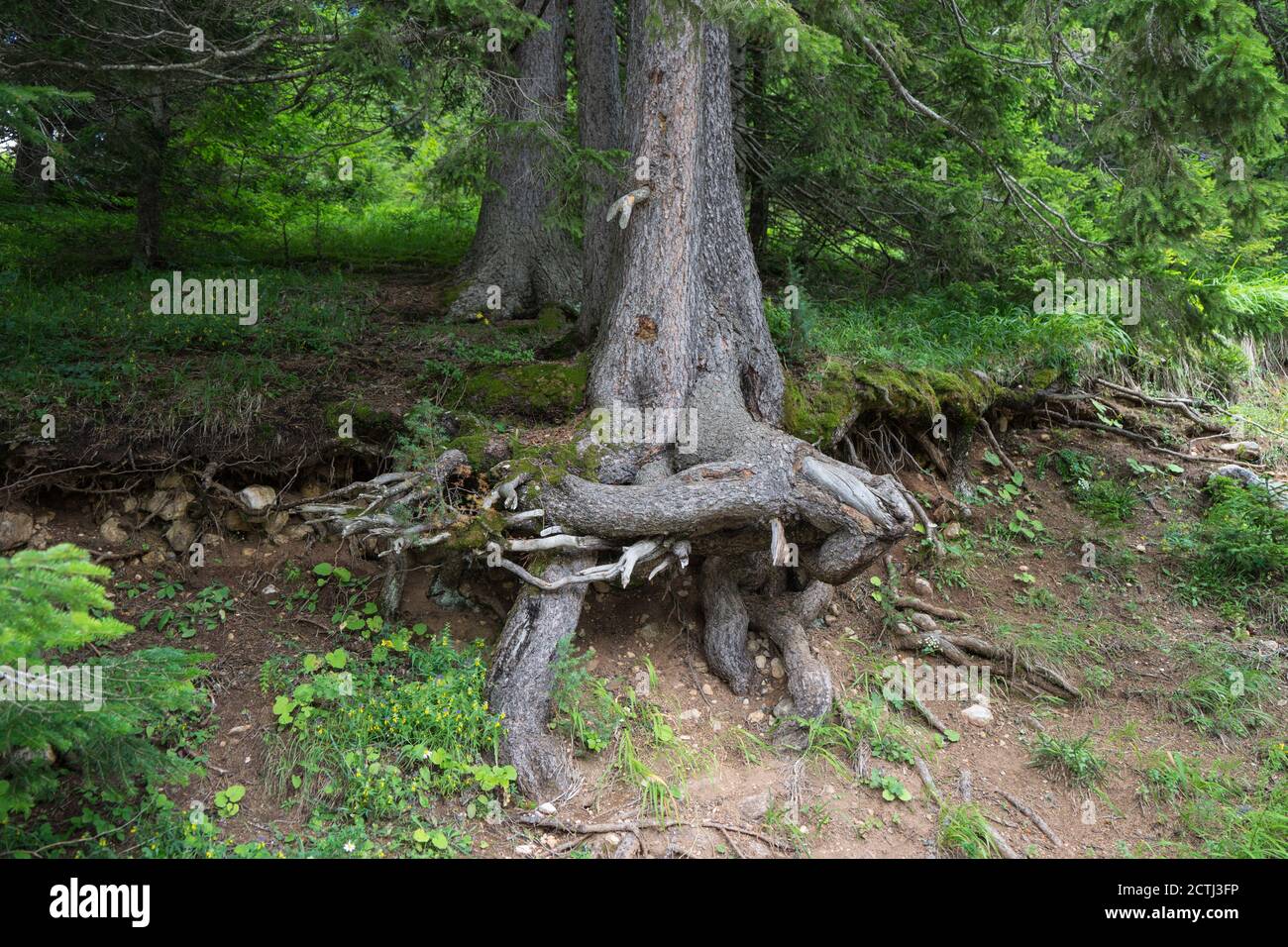 Alberi e radici di alberi nella verde foresta di conifere. Foto Stock