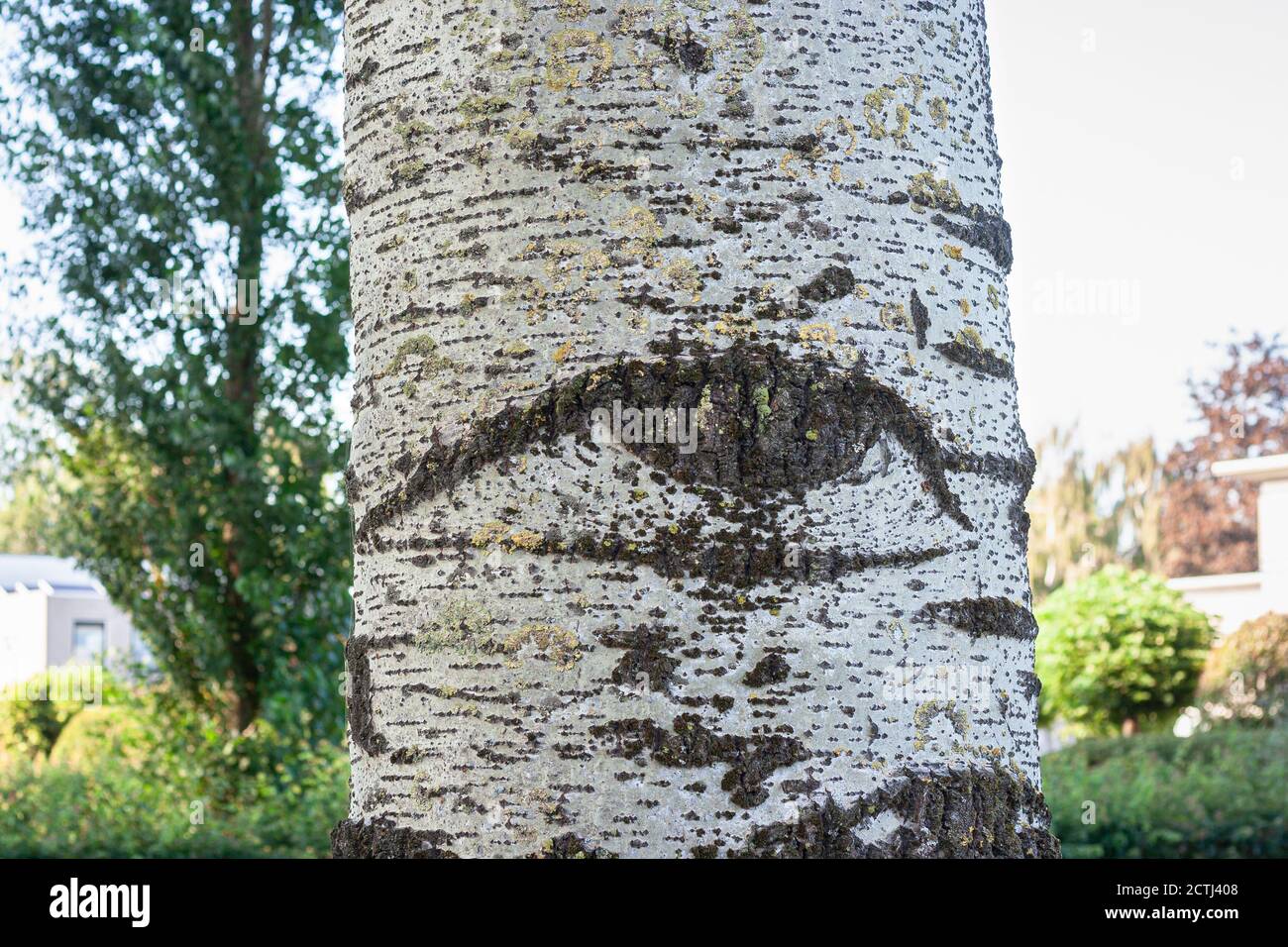 Immagine dettagliata di corteccia di pioppo grigio (Populus canescens). Albero con occhi. Foto Stock
