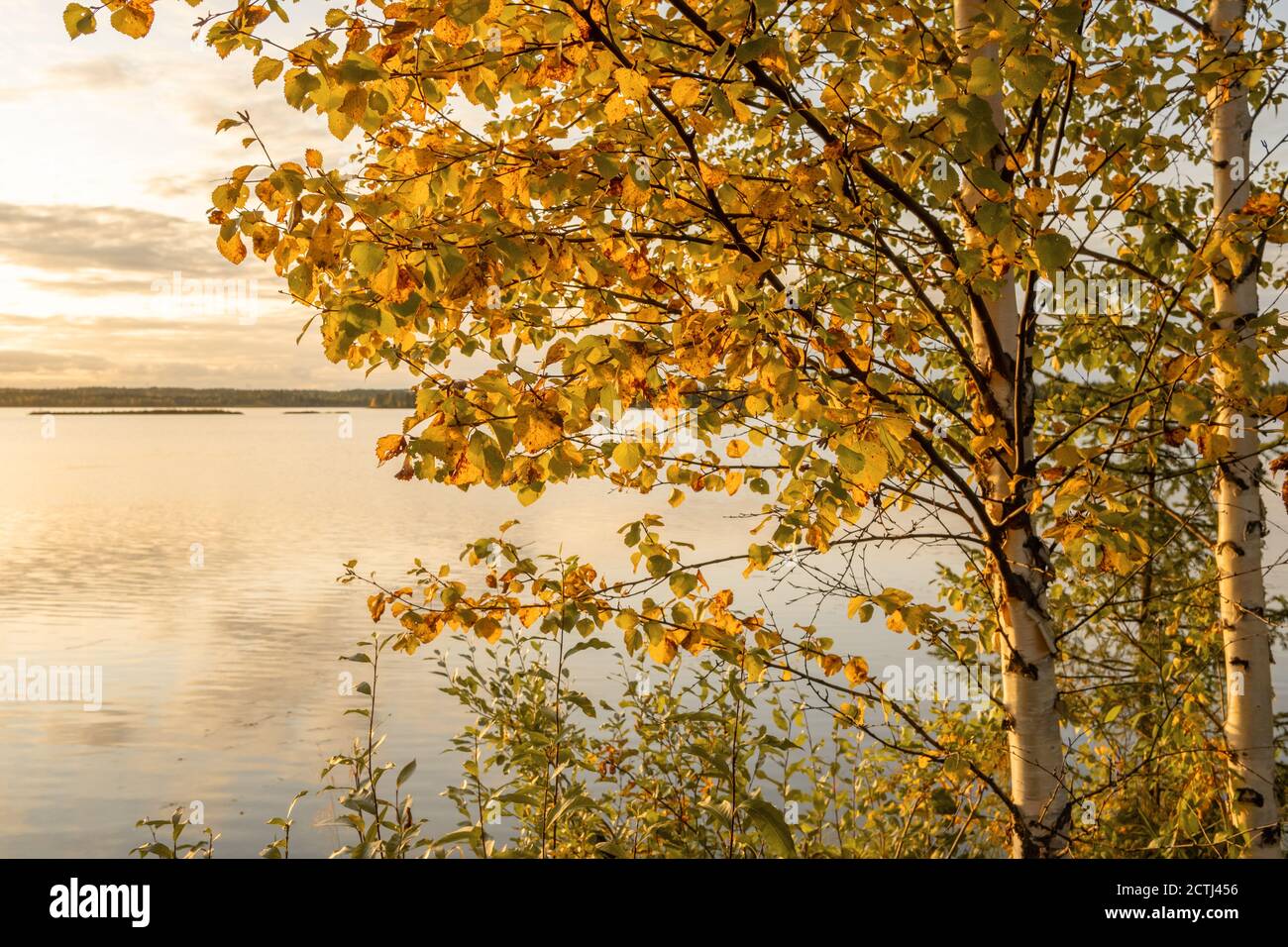 Splendido albero di betulla autunnale sulla costa del lago in Finlandia. Foto Stock