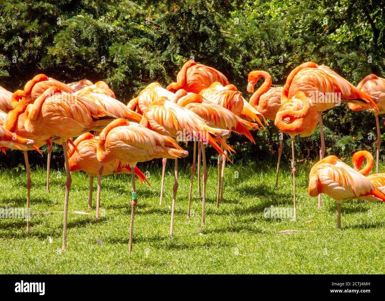 Vista di un grande gruppo di fenicotteri, Phönicopteridae latina Foto Stock