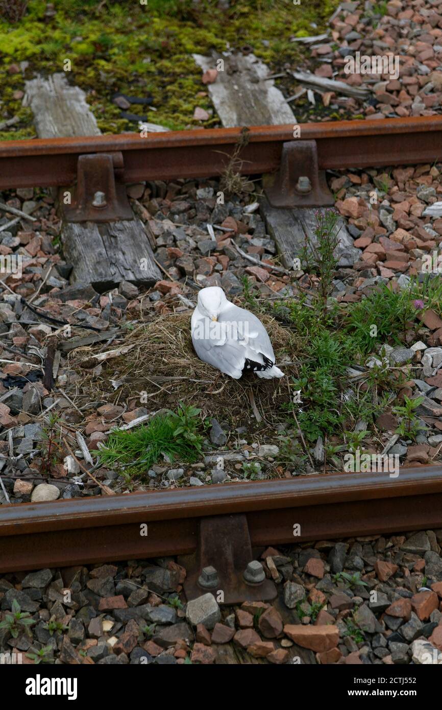 Seagull nidificazione su una linea ferroviaria a Mallaig Highlands Scotland Foto Stock