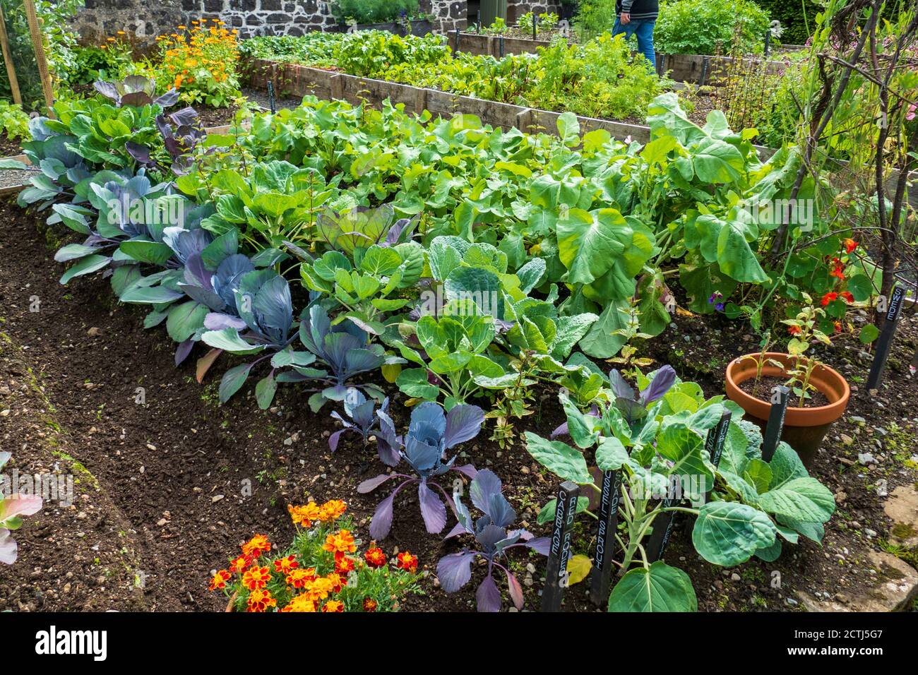 Bauern Garten, mit Rote Bete, Rettich und Rüben Anbau Foto Stock