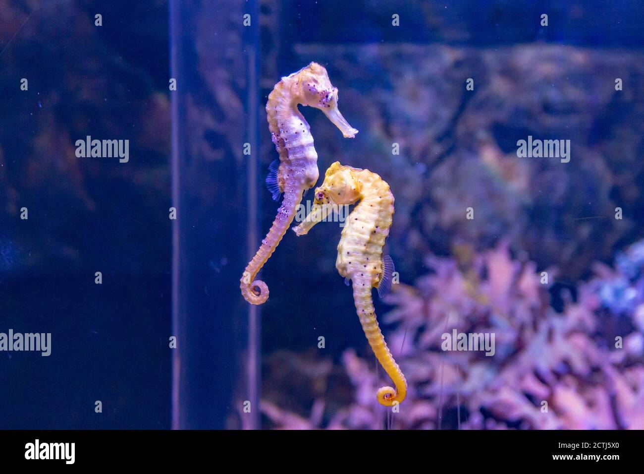 Closeup di cavallucci marini che nuotano nell'acquario, su uno sfondo di  coralli Foto stock - Alamy