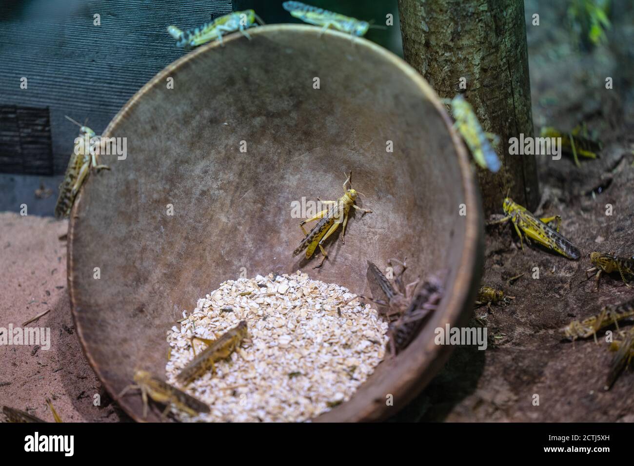 La locusta desertica Schistocerca gregaria è una specie di locusta, una cavalletta periodicamente sciabordata e a corte nella famiglia degli Acrididi Foto Stock