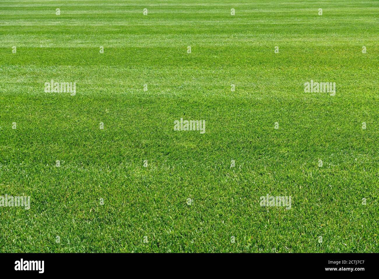 Grana verde erba, prati più belli, Pisa, Italia Foto Stock