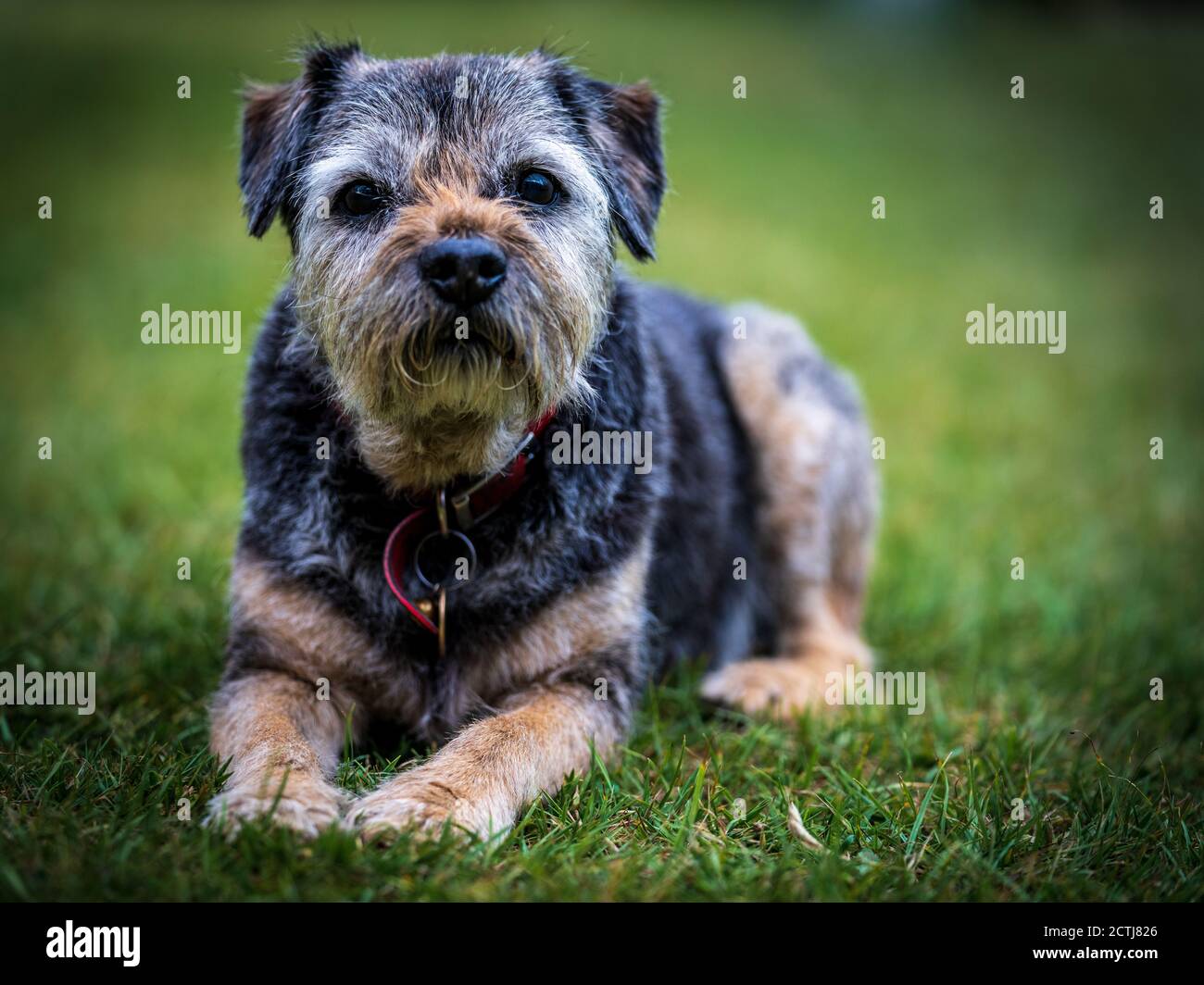Border Terrier Dog - Grizzle & Tan Male Border Terrier. Foto Stock