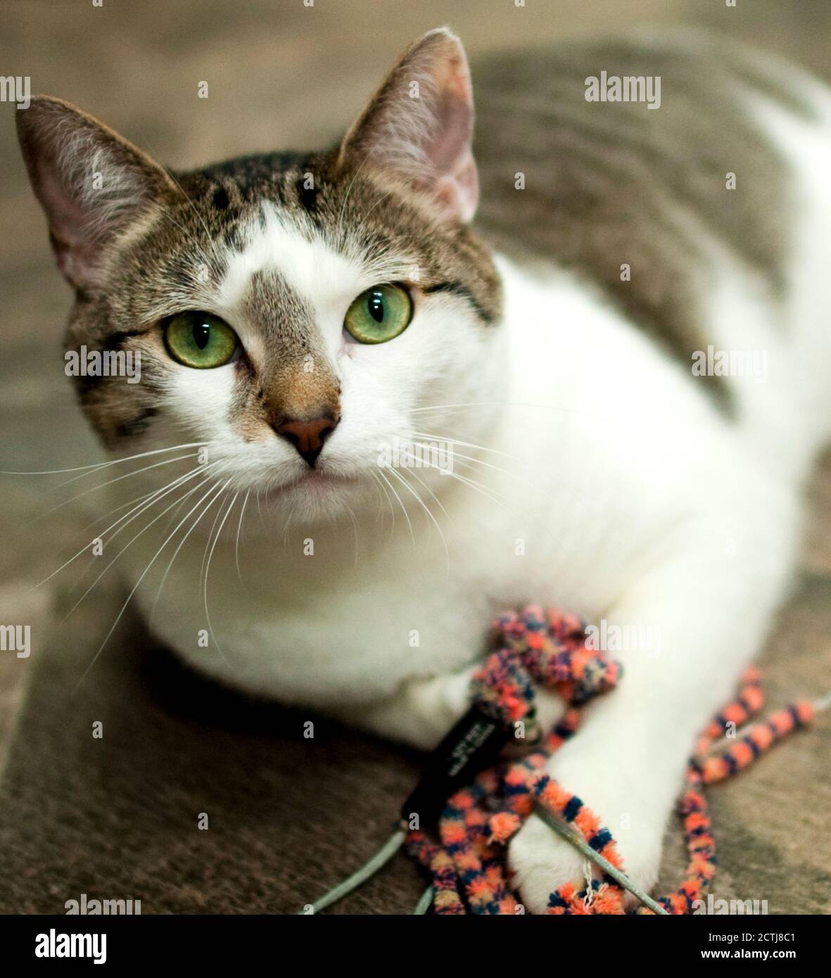 Gatto grigio e bianco Tabby con occhi verdi, preso in un rifugio di animali no kill in League City, Texas Foto Stock