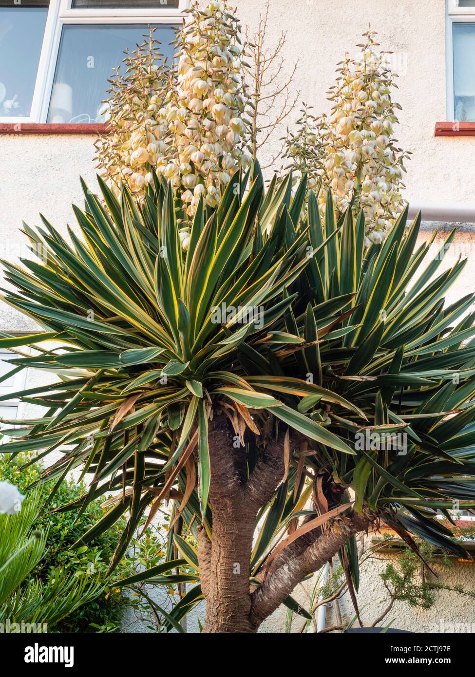 Grande Yucca gloriosa "variegata", multigetto, a stelo singolo, in fiore pieno in un giardino di Plymouth, Regno Unito Foto Stock