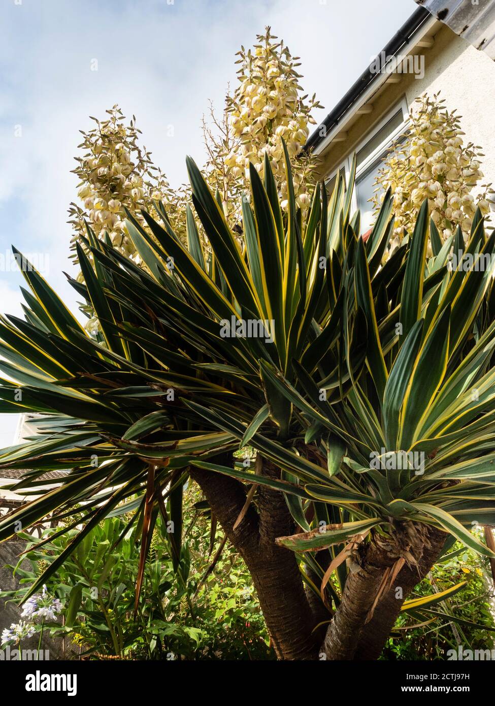 Grande Yucca gloriosa "variegata", multigetto, a stelo singolo, in fiore pieno in un giardino di Plymouth, Regno Unito Foto Stock
