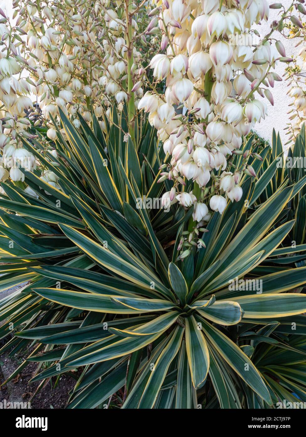 Grande Yucca gloriosa "variegata", multigetto, a stelo singolo, in fiore pieno in un giardino di Plymouth, Regno Unito Foto Stock