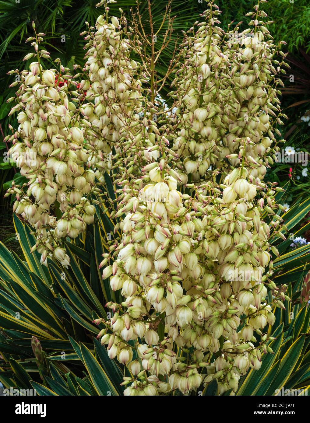 Grande Yucca gloriosa "variegata", multigetto, a stelo singolo, in fiore pieno in un giardino di Plymouth, Regno Unito Foto Stock