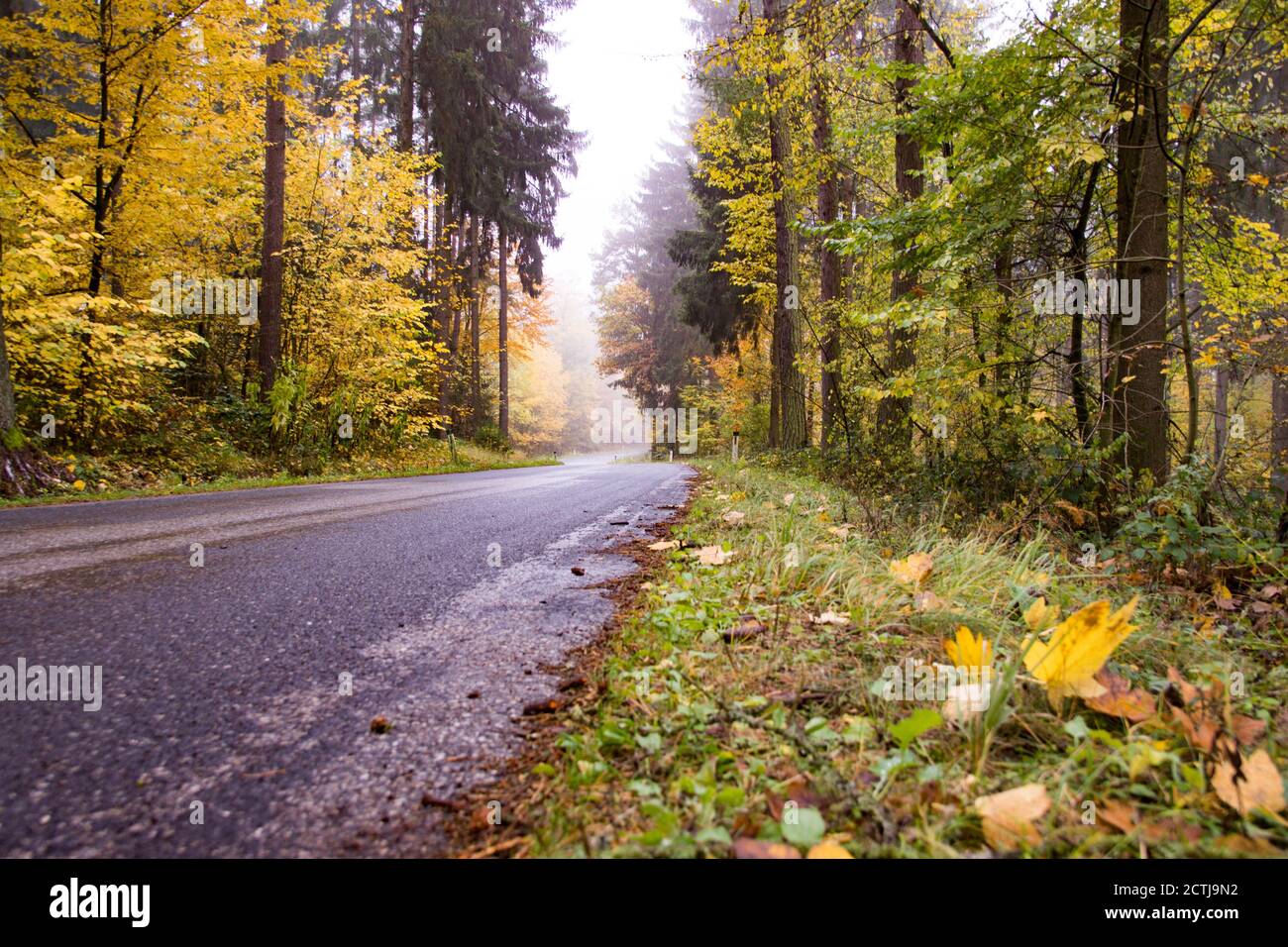 Straße im Herbst mit Nebel Foto Stock