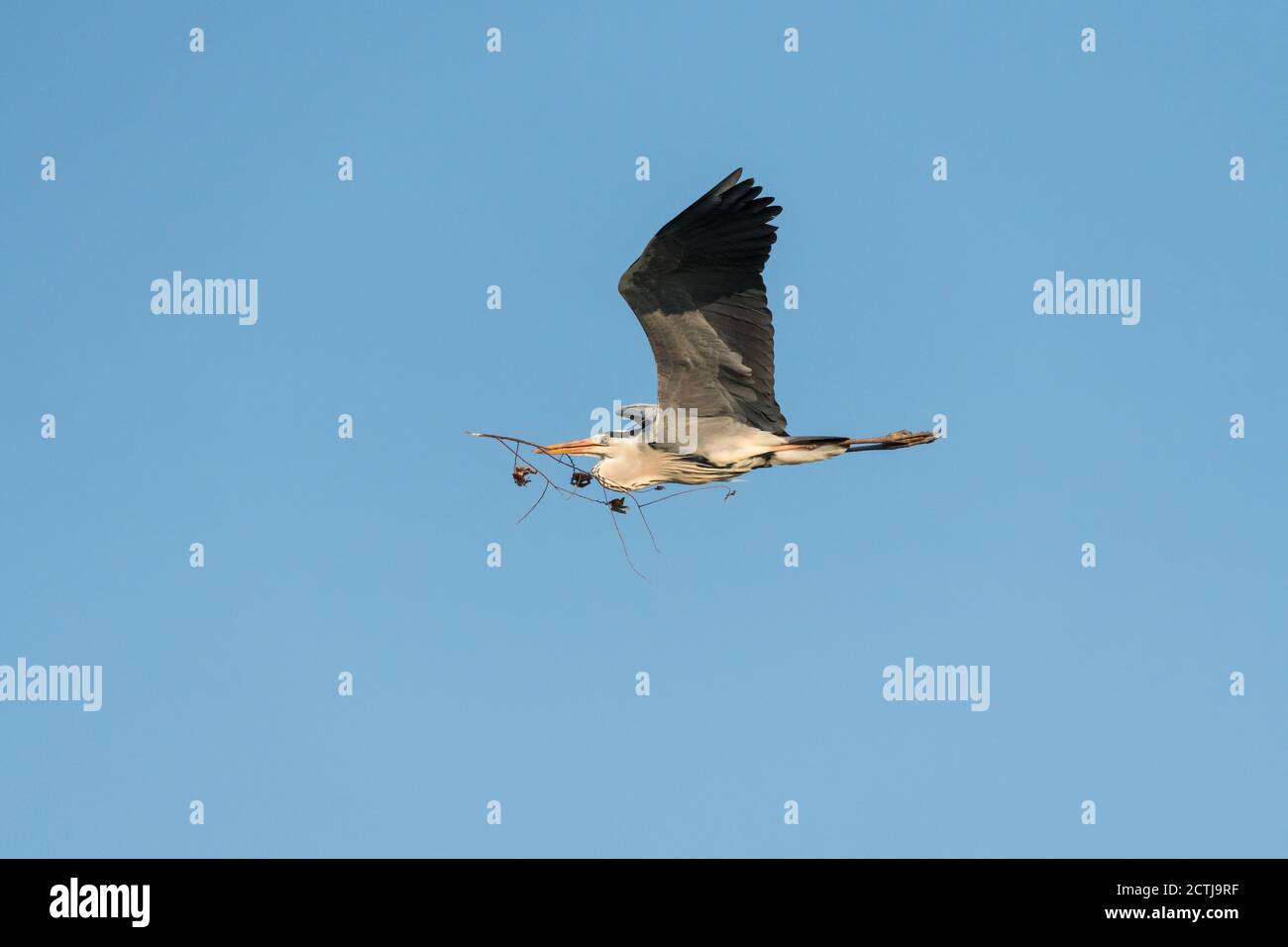 Uccello Heron che vola in un cielo blu con un ramo in bocca concetto nido costruzione e libertà Foto Stock