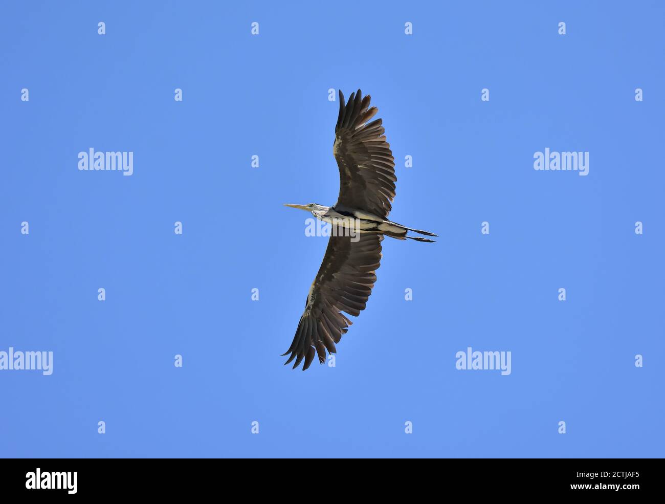 Immagine telefoto di un airone grigio (Ardea cinerea) che vola vicino a un fiume Ligure. Foto Stock