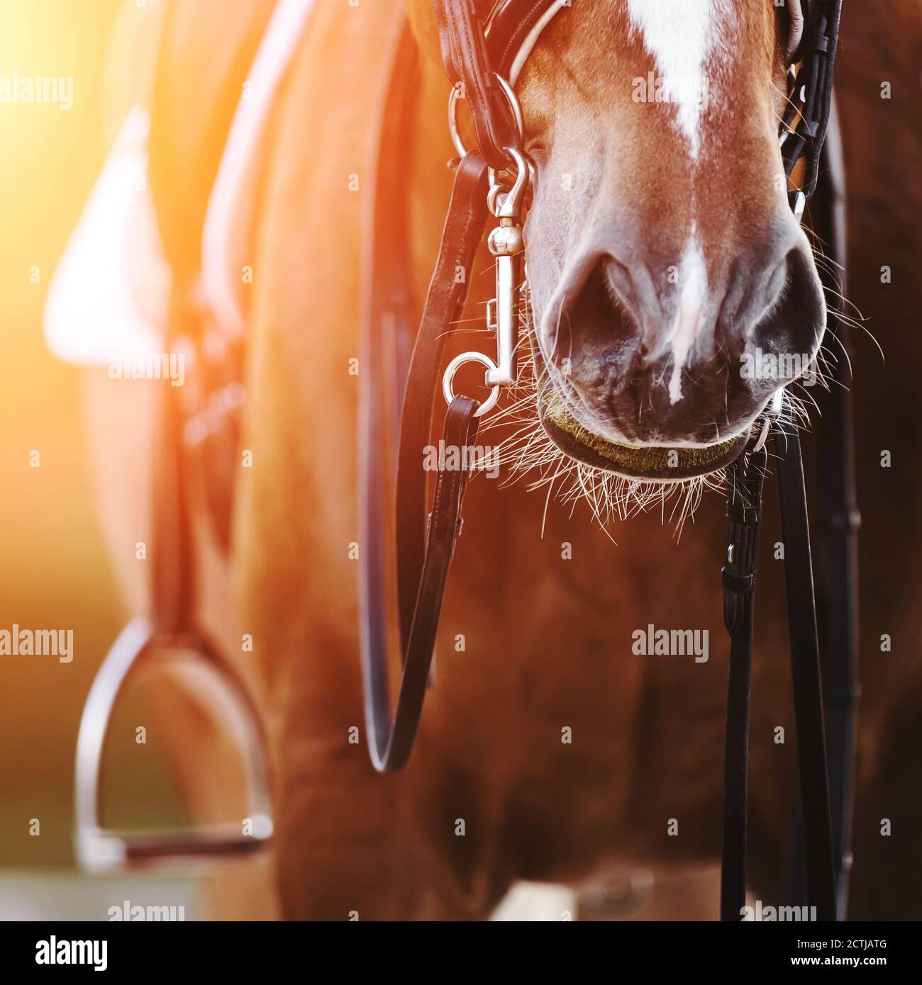 Musello Al Pascolo A V Per Pony - Tough 1 JTI 52-946: Taglia Dura, Perfetto Per Pony Testardi