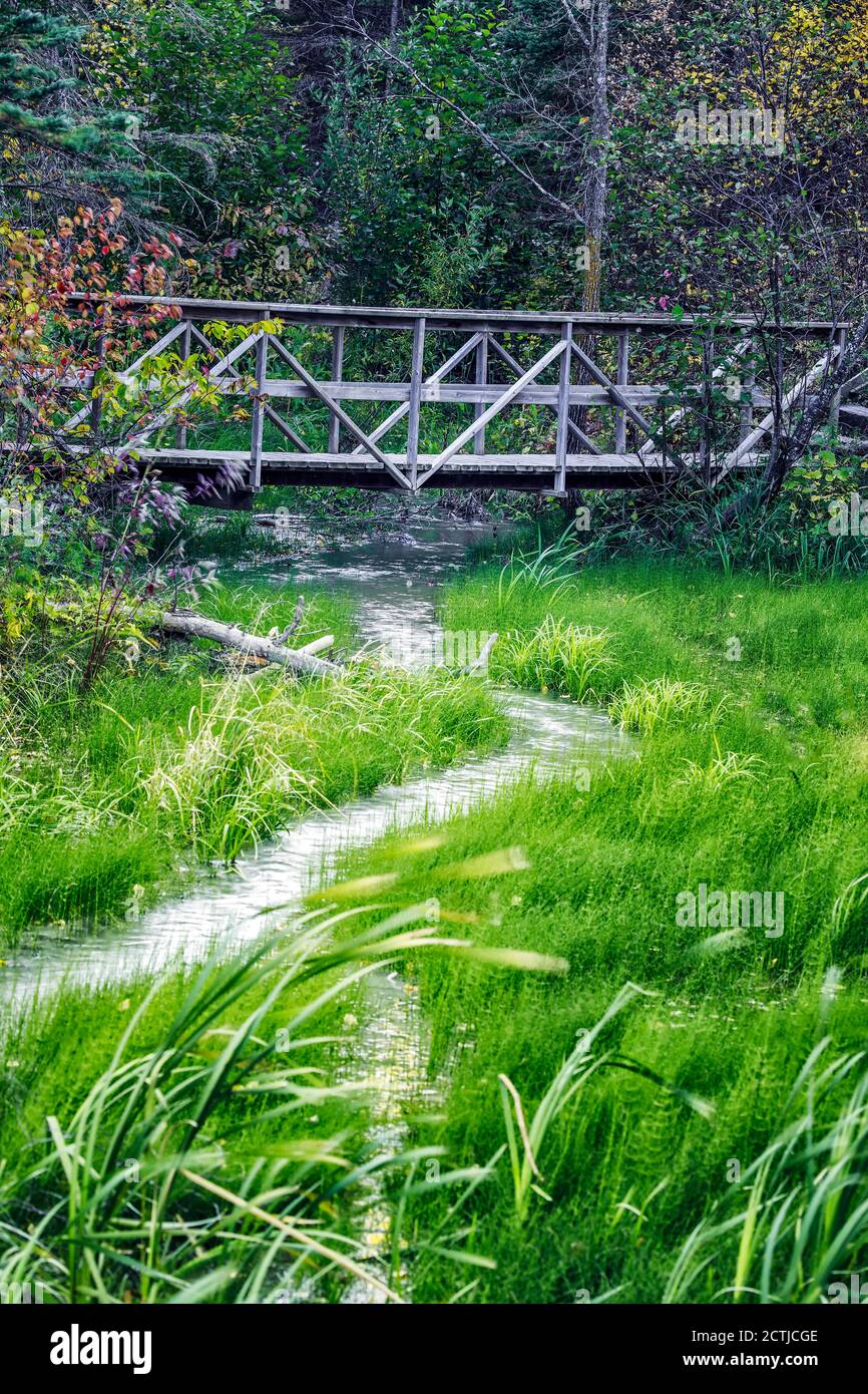 Erba spazzata dal vento accanto a un torrente, Spruce Woods Provincial Park, Manitoba, Canada. Foto Stock