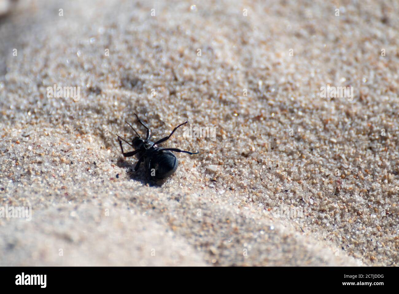 Bug nero che posa sulla schiena su grani di sabbia sulla spiaggia macro con sfondo sfocato. Bianco estate inset fauna selvatica Foto Stock