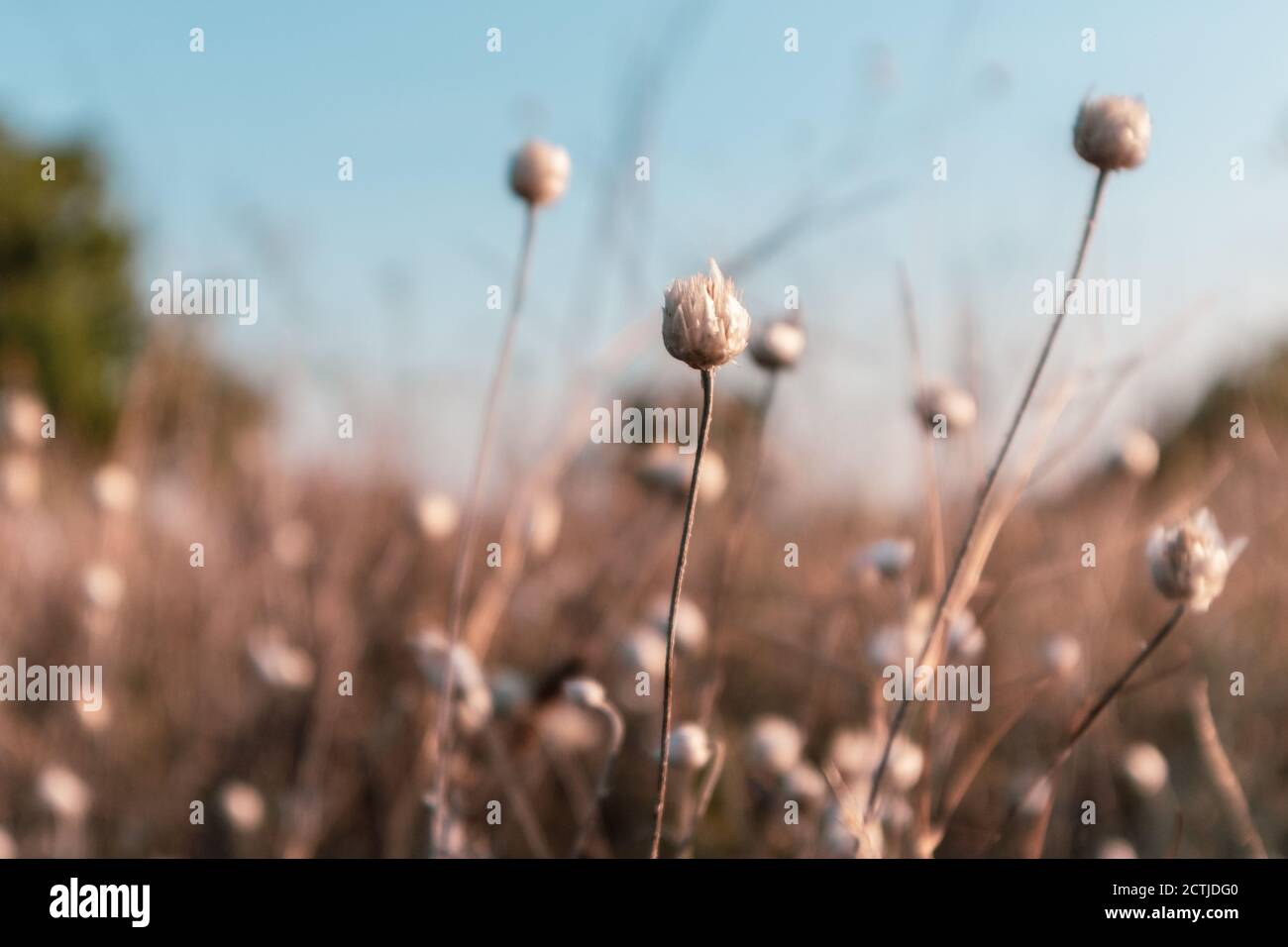 Secca erba cipolla selvatica con semi in campo arancione con cielo blu chiaro nei colori caldi del tramonto Foto Stock