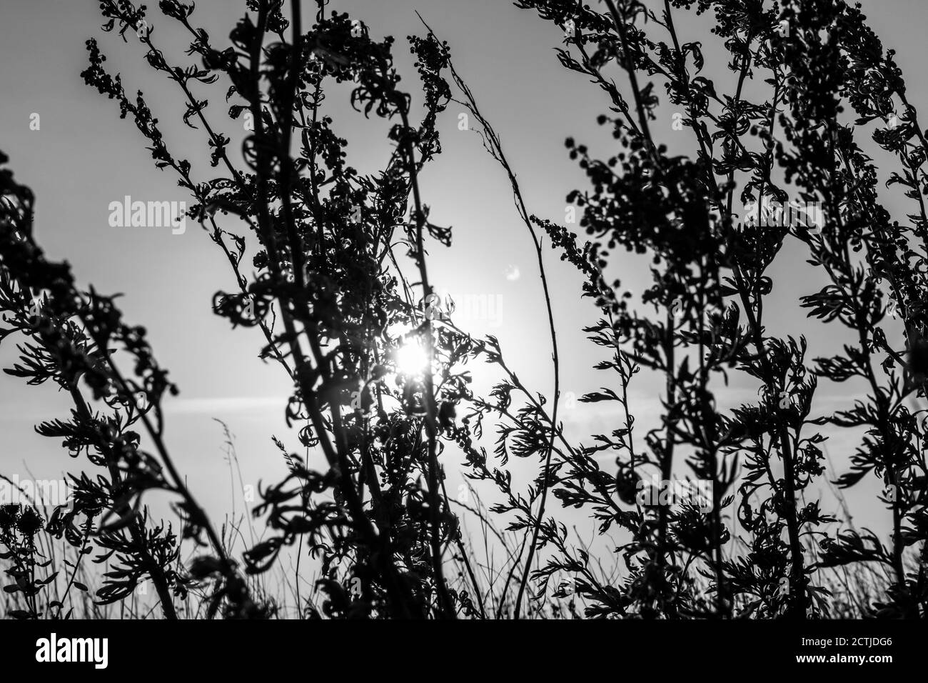 Artemisia tridentata, mugwart, ragazzina erba selvatica silhouette su sfondo cielo tramonto. Prateria estiva in primo piano con il sole luminoso sul cielo. Scala di grigi Foto Stock