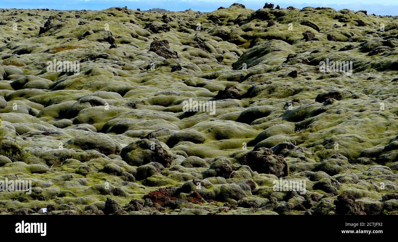 Muschio in Islanda. Campi di lava. Muschio islandese verde morbido. Polmone islandese. Licheni islandesi. Muschio islandese. Pianta Cetraria islandica. Vegetazione vulcanica Foto Stock