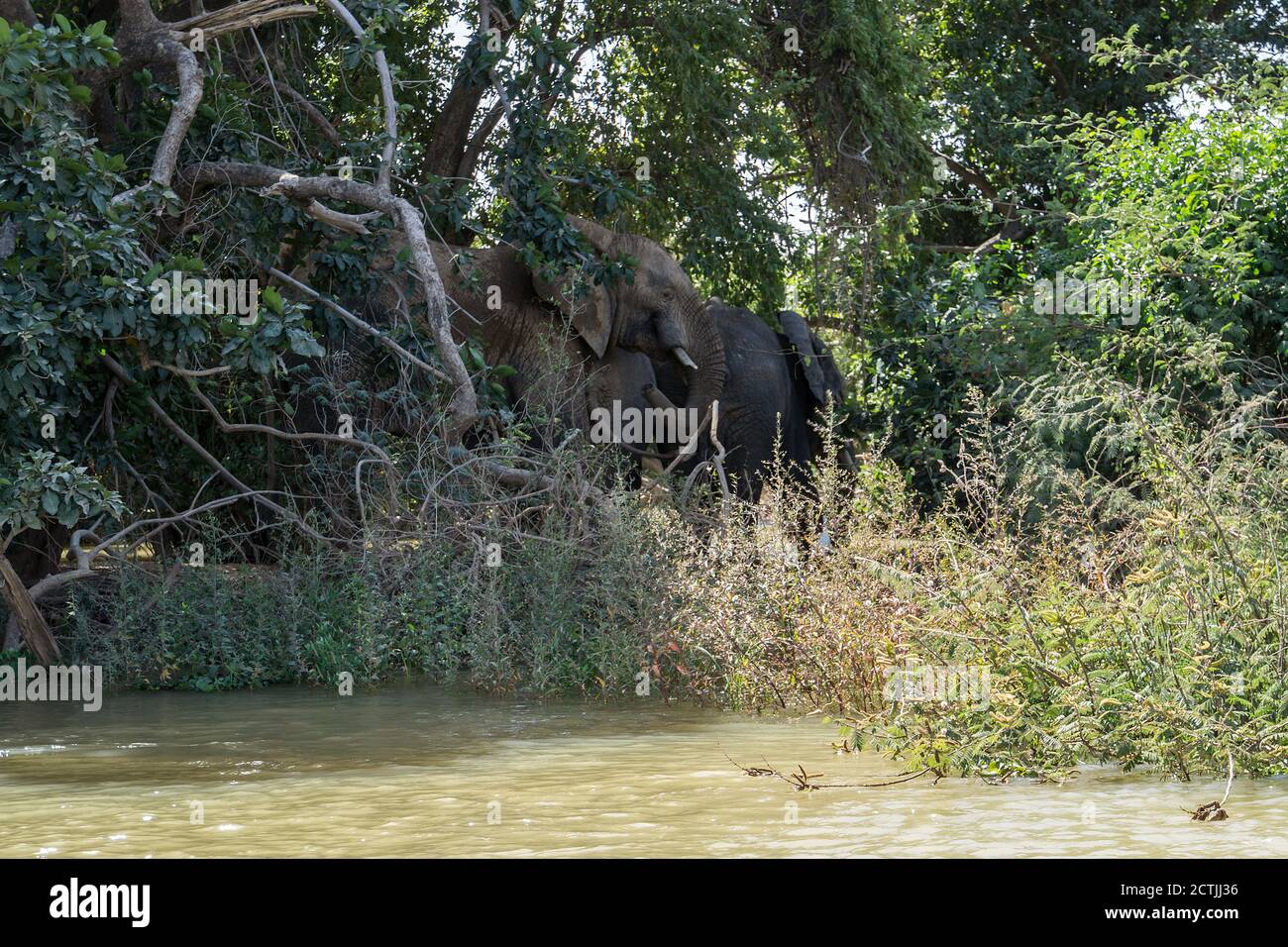 Elefanti africani sulla riva, fiume Niger, Niger, Africa occidentale Foto Stock
