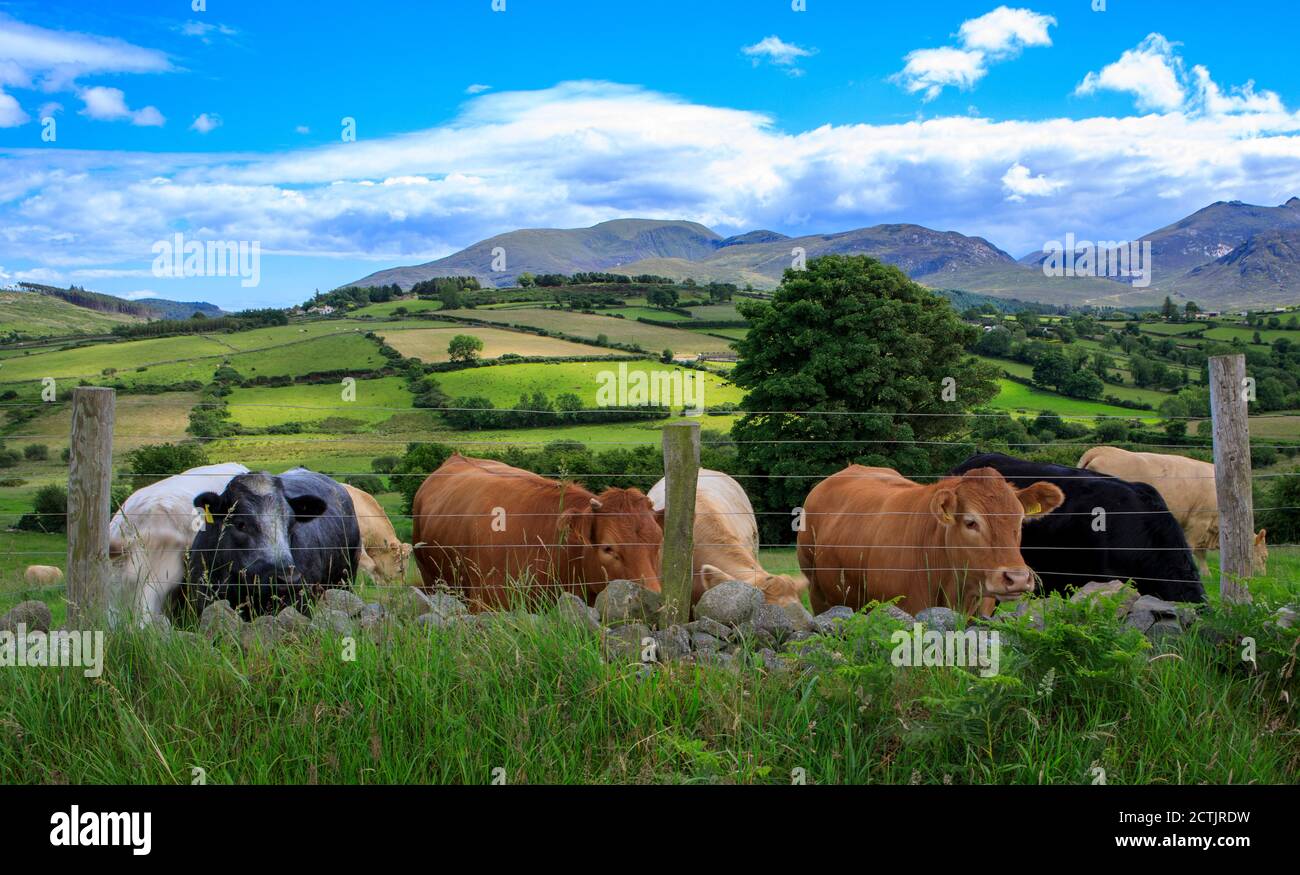 Mucche in un campo nella campagna rurale, campo verde delle montagne di Mourne in County Down, Irlanda del Nord Foto Stock