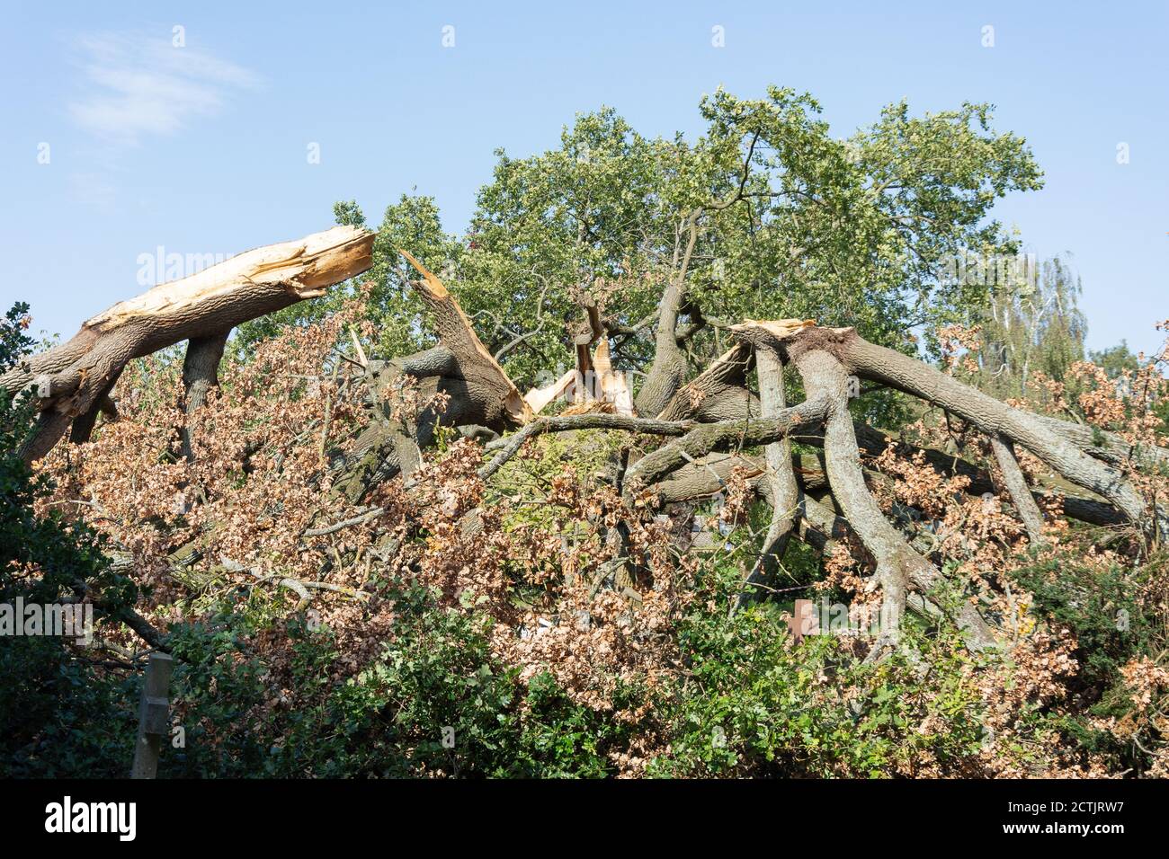 La quercia crollata nel cortile della chiesa di San Giovanni Evangelista, Stanmore, London Borough of Harrow, Greater London, England, Regno Unito Foto Stock