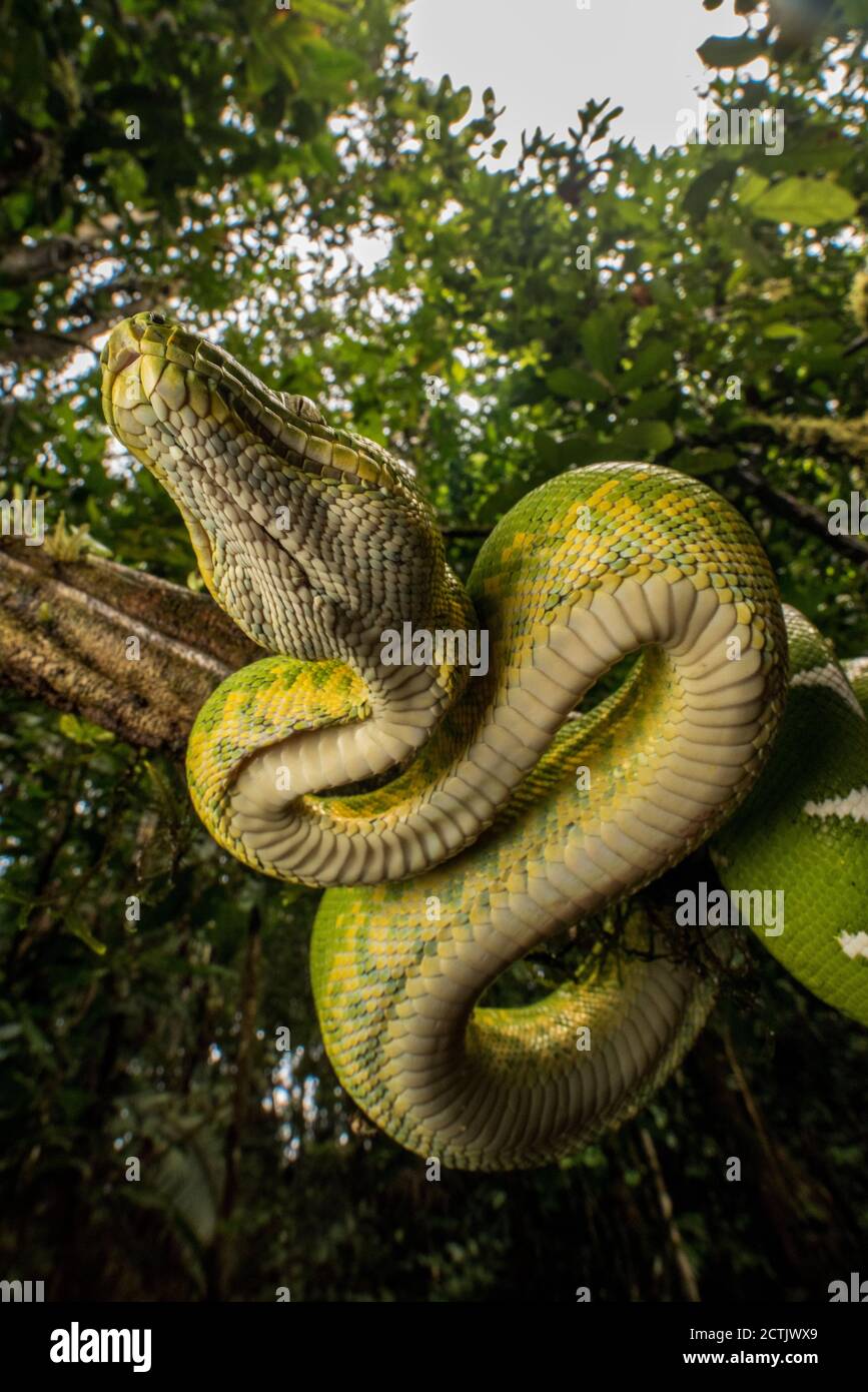 Il boa di smeraldo (Corallus batesii) ex C. caninus dalla foresta amazzonica nel Parco Nazionale di Yasuni in Ecuador. Foto Stock