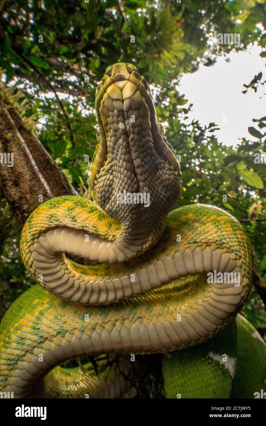 Il boa di smeraldo (Corallus batesii) ex C. caninus dalla foresta amazzonica nel Parco Nazionale di Yasuni in Ecuador. Foto Stock