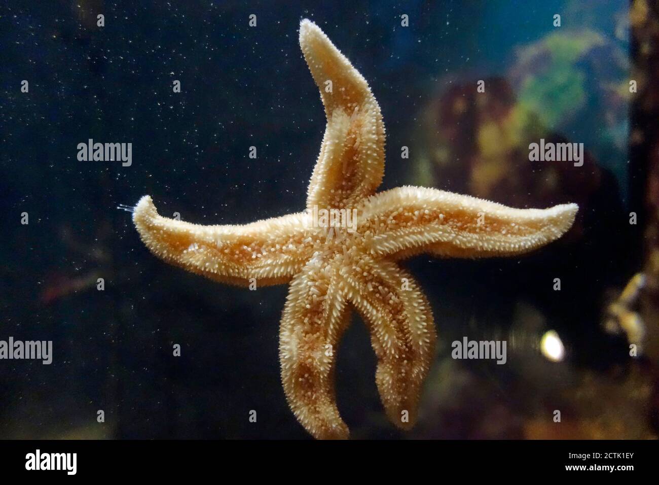 sotto di una stella marina Foto Stock
