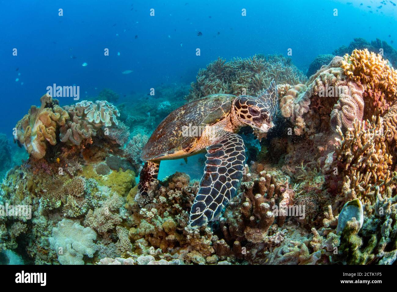 Questa tartaruga di falksbill, Eretmochelys imbricata, in pericolo di estinzione, si sta nutrendo di pezzi di spugna che si sta strappando dalla barriera corallina, Filippine, Pacifico Foto Stock