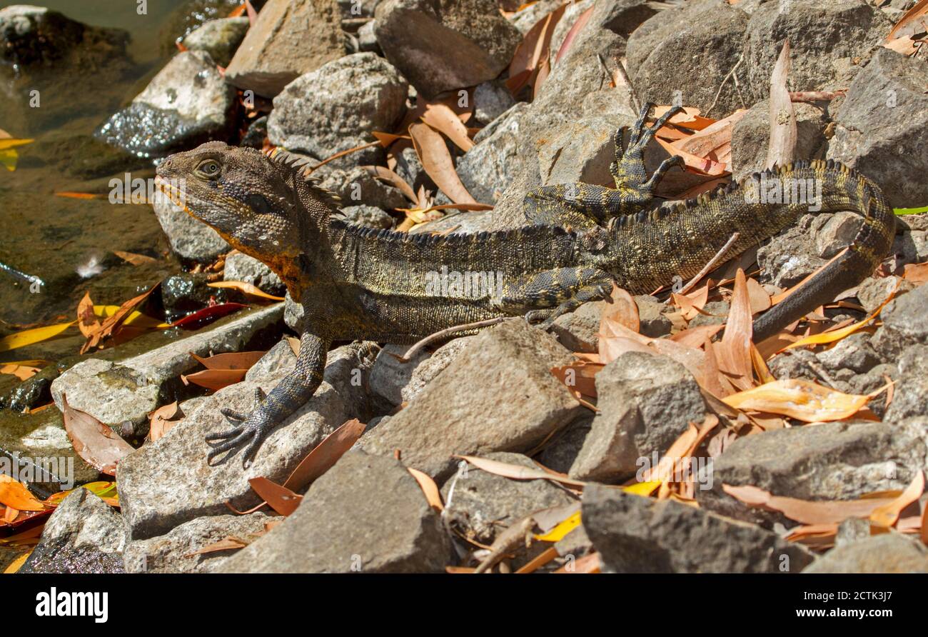 Lucertola del drago d'acqua orientale, Intellagama lesueurii mimetizzata tra le rocce accanto all'acqua di un lago in un parco cittadino nel Queensland Australia Foto Stock