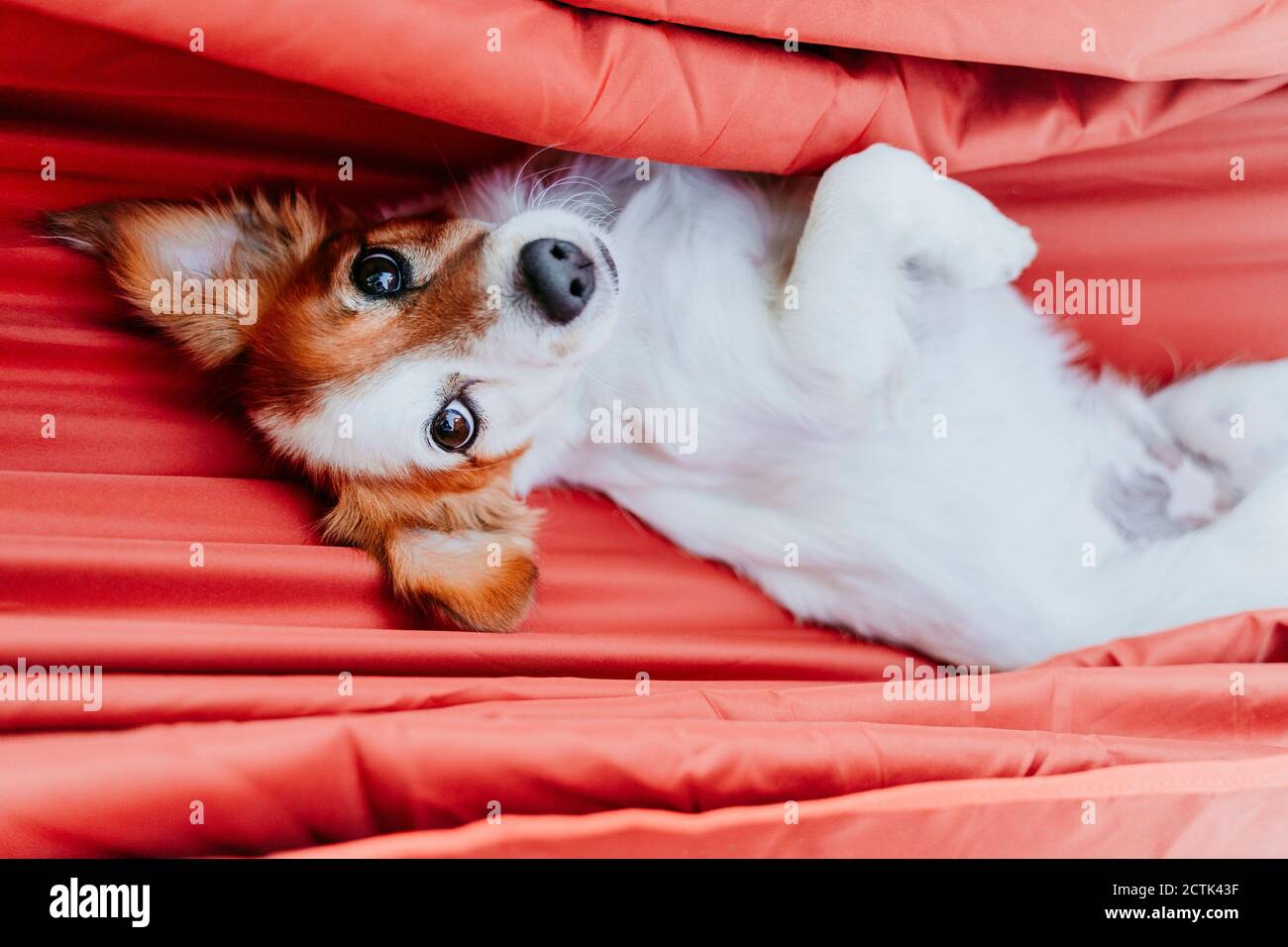 Direttamente sopra la vista del cucciolo sdraiato in amaca arancione Foto Stock
