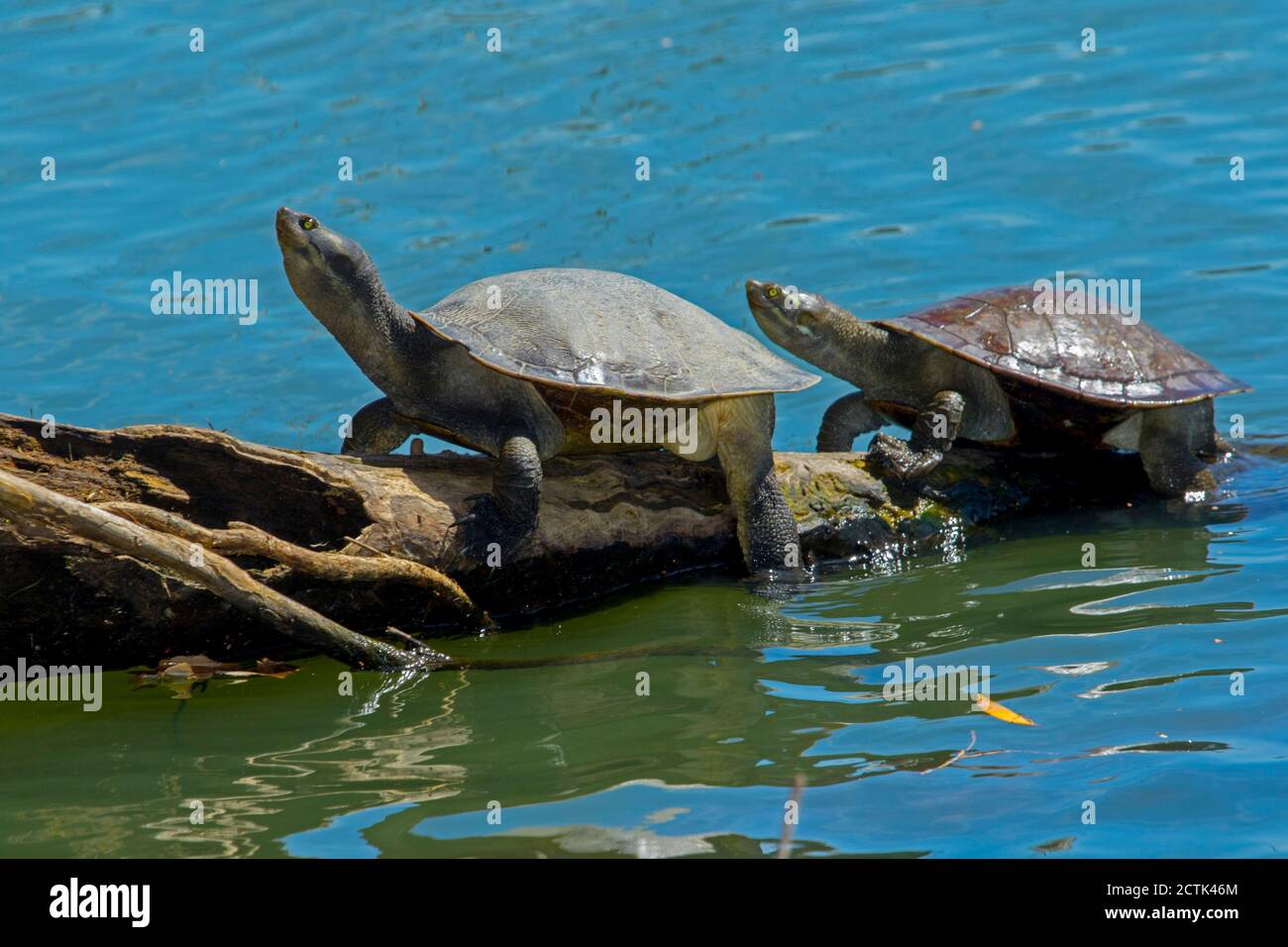 Due di acqua dolce del Krefft tartarughe, Emydura krefftii, nel selvaggio sul registro a spiovente che sporge dall'acqua nel Queensland Australia Foto Stock