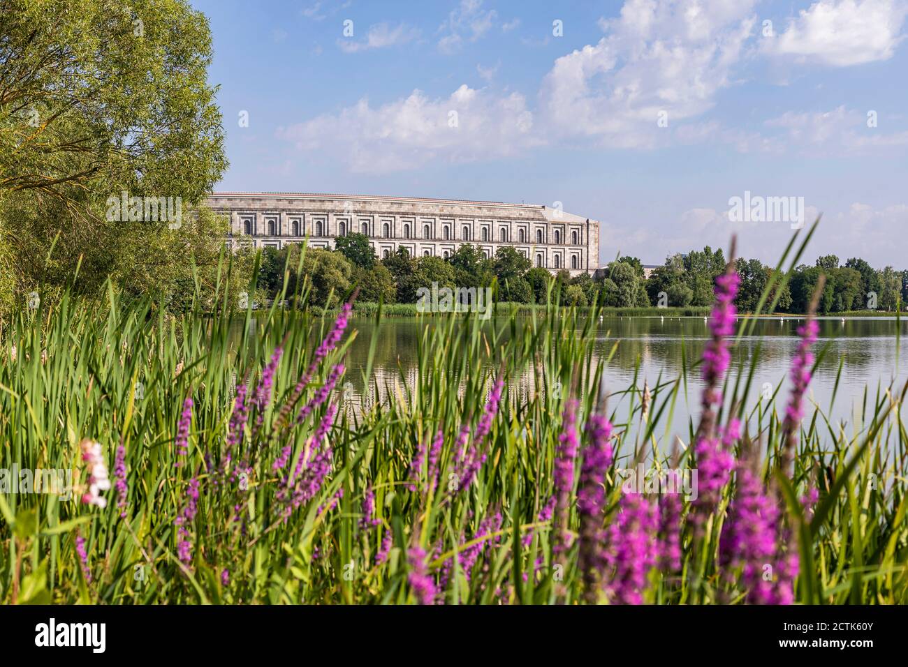 Germania, Baviera, Norimberga, fiori selvatici viola fioriscono sul lungolago erboso nel parco Volkspark Dutzendteich con sala congressi sullo sfondo Foto Stock