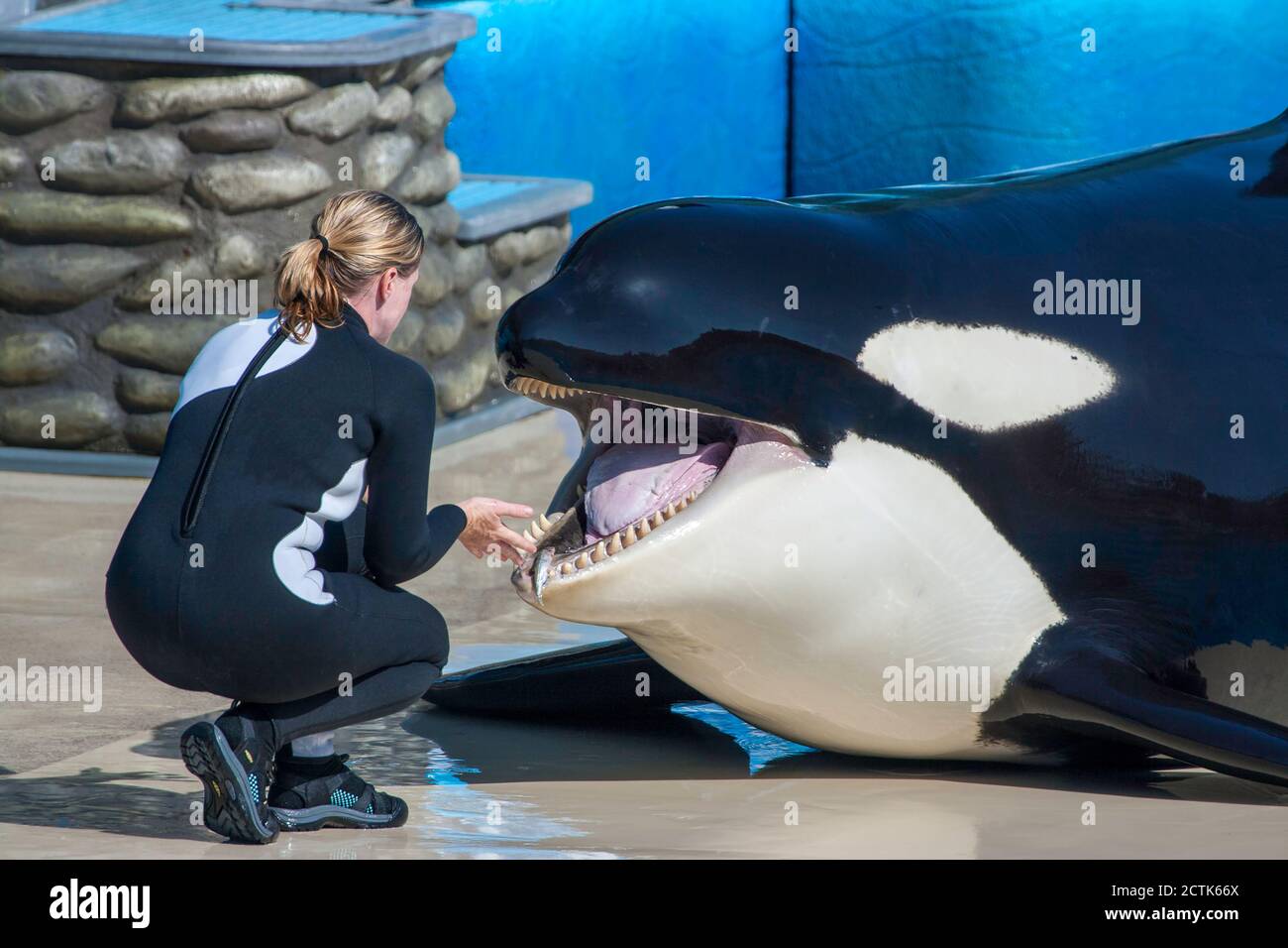 Allenatore con orche addestrate o balena killer, Orcinus orca, Shamu Stadium, SeaWorld, San Diego, California, USA. Foto Stock
